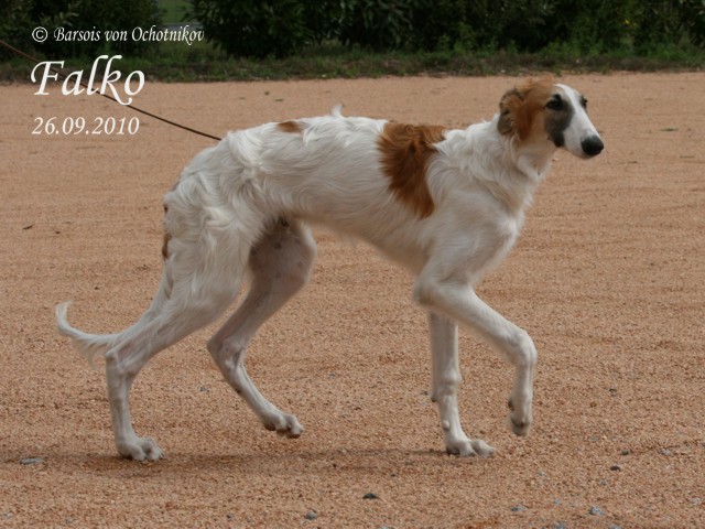 Falko von Ochotnikov