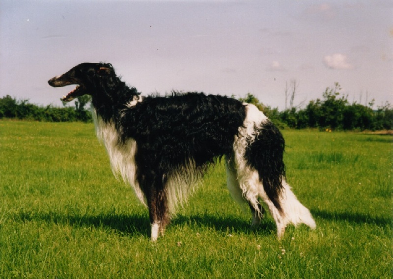 Pochwal (Sans Affixe)