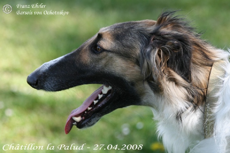 TR. CH. Antonja des Crocs de la Moliere